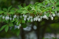 花木で小さな白いスズラン似にた花が咲く木の名前を教えてくださ Yahoo 知恵袋