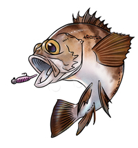 メバルの絵を書いてみたいのですが 魚を絵を綺麗に描くコツはありま Yahoo 知恵袋
