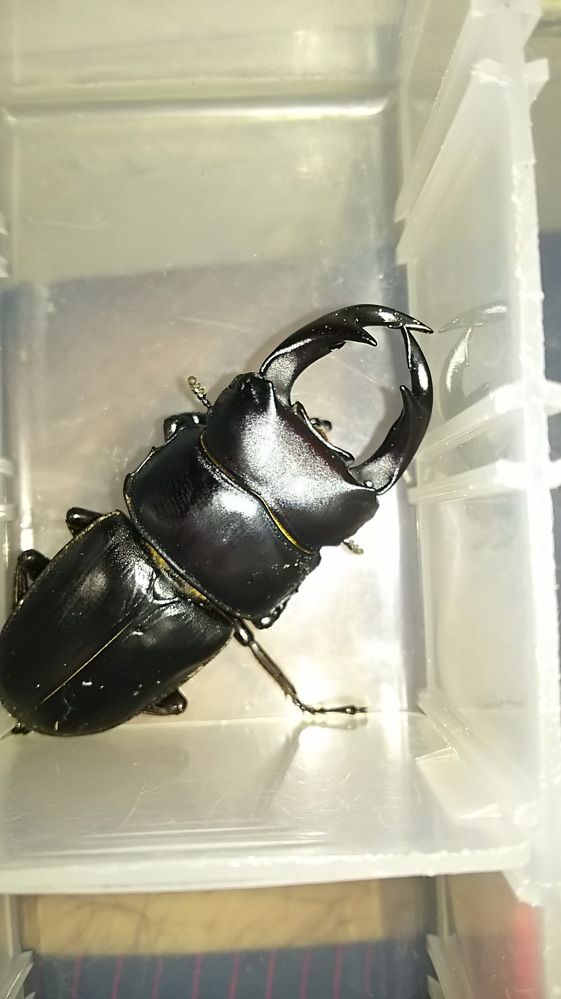 WDのオオクワガタを野外採集する時、放虫と本物の見分け方を知