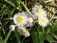 私は子供のころ カップ麺のお湯を少なめにして食べるのが好きでし Yahoo 知恵袋