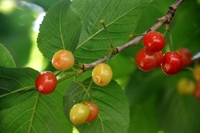 これは何の木ですか さくらんぼみたいなのですが 実も小さく違う Yahoo 知恵袋