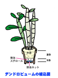 ミニデンドロ 蘭 を今年初めて購入し 花が終わり コバエが発生したので外 Yahoo 知恵袋