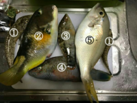 沖縄県でこれらの魚を釣ったんですが食べることは可能でしょうか よけ Yahoo 知恵袋