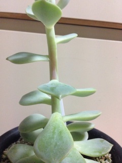 多肉植物 白牡丹 の茎が 画像のように赤くなってきています 病気でしょう Yahoo 知恵袋