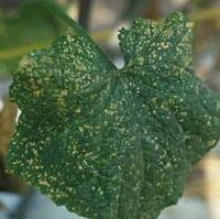 ローズマリーにアザミウマ 現在育てているローズマリーに斑点が見つかりました Yahoo 知恵袋