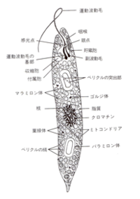 ミドリムシ 細胞小器官