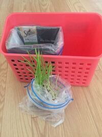 猫草をすぐ枯らしてしまうのですが 猫草どうやって維持されてますか Yahoo 知恵袋