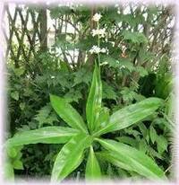 庭に生えてきた植物の名前がわかりません 昨年突如生えてきました その時は雑草 Yahoo 知恵袋