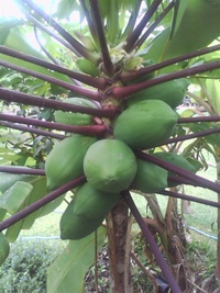 パパイヤの葉っぱが緑になりません 苗で買った時は深緑をしていましたが 植 Yahoo 知恵袋