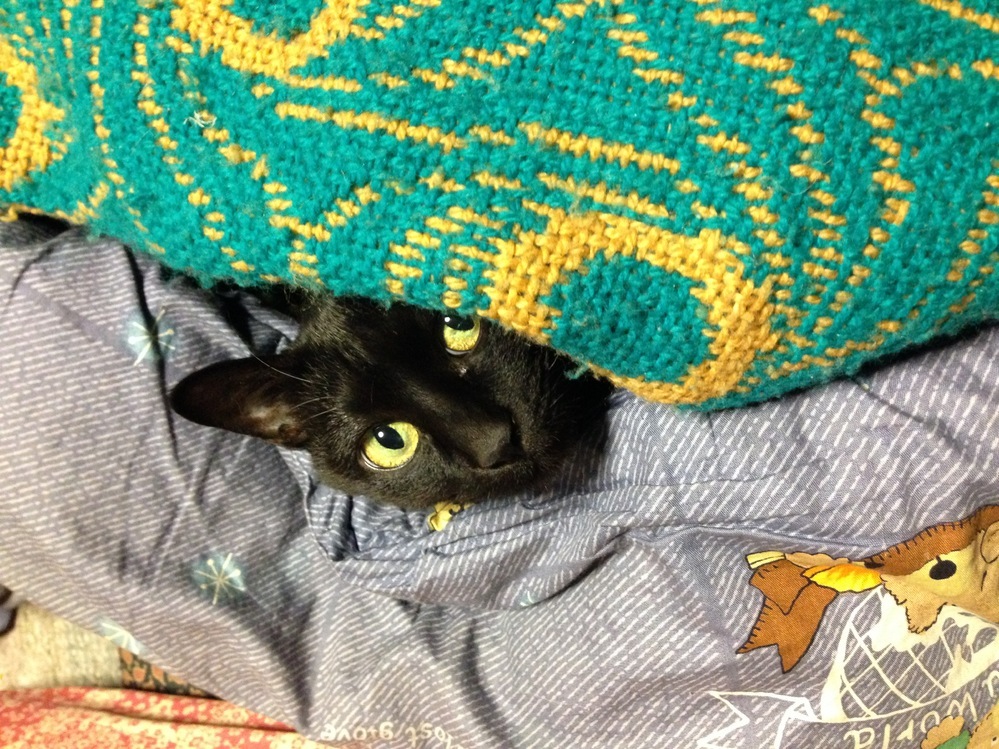 猫のために暖房を24時間つけますか 猫飼いさんに質問です Yahoo 知恵袋