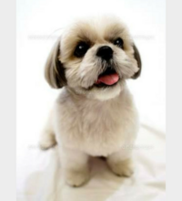 犬のシーズーかわいい 私は可愛いと思いますよ 抜け毛少ないし Yahoo 知恵袋