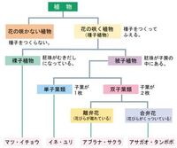 被子植物は１つの花に雌しべと雄しべがあって 裸子植物は雌花と雄花が別々 Yahoo 知恵袋