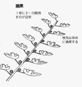 無料ダウンロード イチジク 育て方 摘果 誕生 日 ライン 友達