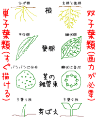 中学生です 理科の植物の分類について 何かいい覚え方はないでしょ Yahoo 知恵袋