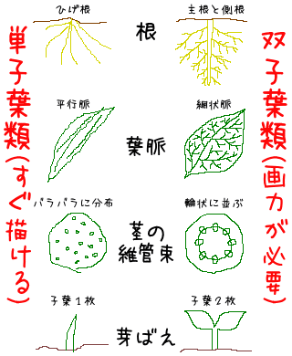 中学生です 理科の植物の分類について 何かいい覚え方はないでしょ Yahoo 知恵袋