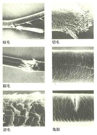 髪の毛から白い毛みたいなものが、枝分かれしてます！これは何ですか？ - こん... - Yahoo!知恵袋