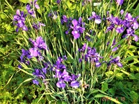 あやめの花が終わったらどうするか 教えてください アヤメ Yahoo 知恵袋