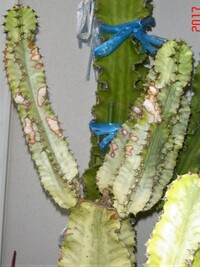 多肉植物の葉焼け後の対処について ユーフォルビアの瑠璃晃がよーく Yahoo 知恵袋