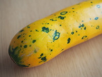 ズッキーニ オーラム の実が黄色と緑色のまだらになってきました モザイ Yahoo 知恵袋