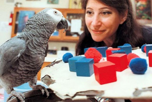 少しだけ昔、たしかアメリカの女性科学者がオウムだったかインコだった