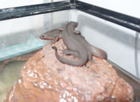 アカハライモリを購入して飼育しているのですが 陸地が好きな個 Yahoo 知恵袋