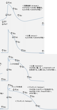 心筋の活動電位について 洞房結節と心室筋においての活動電位の違いって何で Yahoo 知恵袋