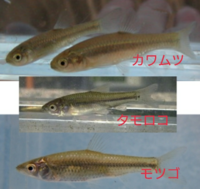 モツゴ 稚魚 メダカ