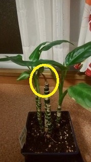 うちの観葉植物 ディフェンバキアについての質問です 中 Yahoo 知恵袋