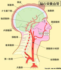 首の重要な血管とか太い血管に名前ありますか 総頚動脈 そうけいどうみゃ Yahoo 知恵袋