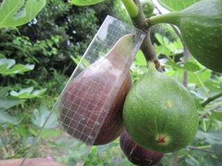 いちじく再度 お願いしますドーフィンのいちじくなんですが ピンポン玉の大き Yahoo 知恵袋