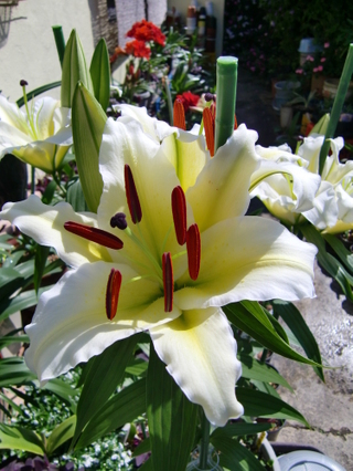 ☆カサブランカの施肥について1鉢植えのカサブランカの花が終わっ