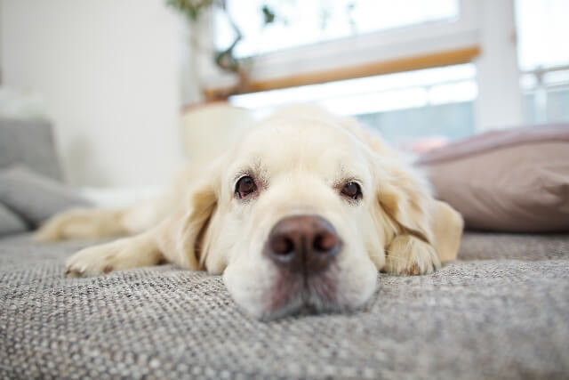 犬の爪を切りに行ったところ 狼爪の根元まで切られてギャン といい Yahoo 知恵袋