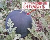 スイカの収穫時期がわかりません花が咲き何日したら収穫時ですか 義父の大 Yahoo 知恵袋