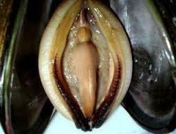 ミル貝とかアワビとか なぜ貝には生殖器を連想させる形状のものが多 Yahoo 知恵袋