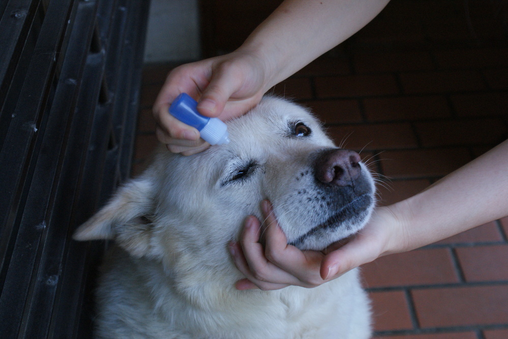 犬の目薬についてです 飼っている柴犬がシャンプーに連れて行って Yahoo 知恵袋