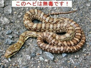 この蛇は何かわかりますか アオダイショウの幼体です 無 Yahoo 知恵袋