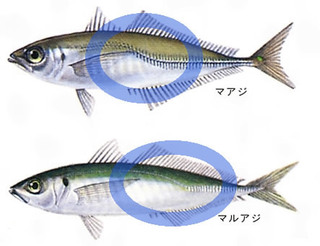 丸鯵と平鯵の違いを教えてください マルアジというのはマアジですね でも Yahoo 知恵袋