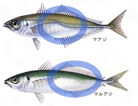 丸鯵と平鯵の違いを教えてください マルアジというのはマアジですね でも Yahoo 知恵袋
