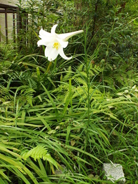 新築するにあたり シンボルツリーを植えるかどうか悩んでいます 教えて 住まいの先生 Yahoo 不動産