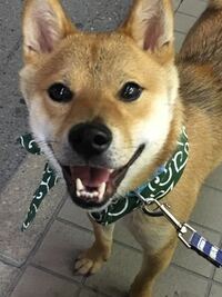 柴犬って人懐っこいですか みなさんの周りの柴犬はどうですか Yahoo 知恵袋