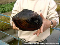 川に住んでいる貝のうち 大きな二枚貝ってありますか 小さい頃山奥 Yahoo 知恵袋