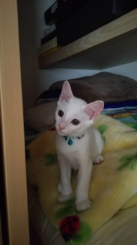 うちの猫の顔が三角です 色々三角な顔の猫さんを検索してみましたが う Yahoo 知恵袋