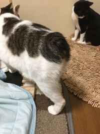 尻尾が短くかぎしっぽの猫って珍しいですか 猫が大好きな友人が家に来た時 Yahoo 知恵袋