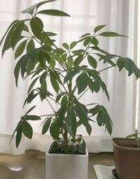 カポックを育てています 現在 全長26cm 葉の広がりは直径約40c Yahoo 知恵袋