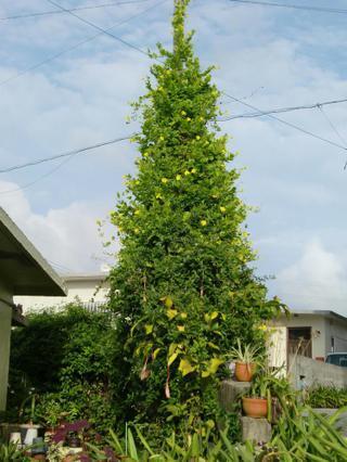 サンパラソル マンデビラを地植えで越冬に成功された方いらっしゃいま Yahoo 知恵袋