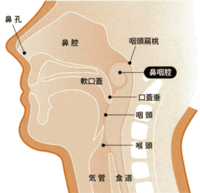 鼻水に粘りけがあり 色は透明で後鼻漏があります 気泡のようなものあ Yahoo 知恵袋