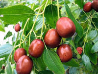 赤くさくらんぼ位の大きさで中身がりんごっぽい秋の木の実を教えてください Yahoo 知恵袋