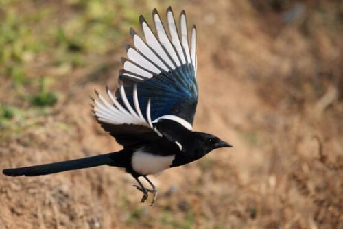 中国では青い鳥のことを幸せを呼ぶ鳥としているようですが､その