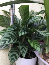 カラテアサンデリアーナの葉先が茶色く枯れてきました 現在 直射日光 Yahoo 知恵袋