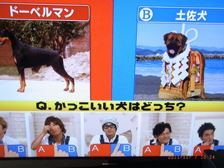 ドーベルマンと土佐犬はどちらが強いですか 土佐闘犬が断然強いです 相 Yahoo 知恵袋